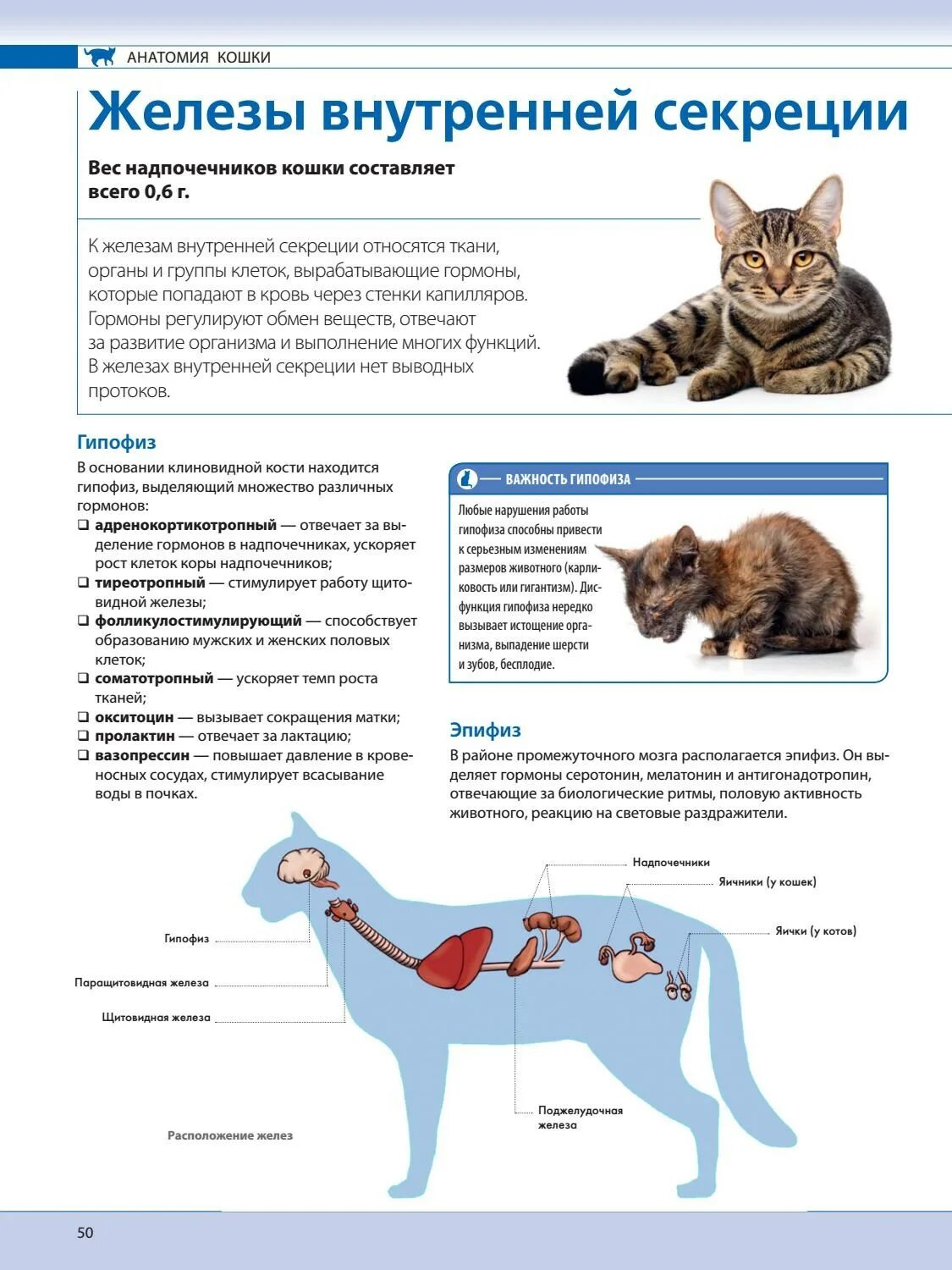 Внешнее строение кошки 7 класс. Внутренние органы кошки. анатомия кошки. анатомия кошки внутренние органы. расположение внутренних органов у кота.