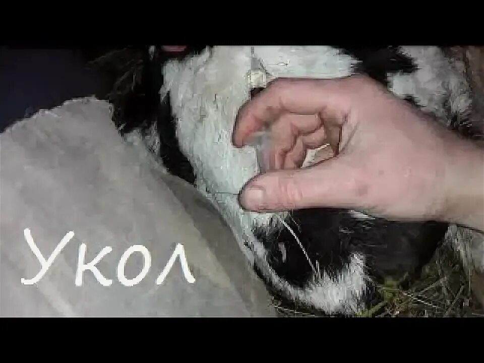 Внутримышечный укол КРС.