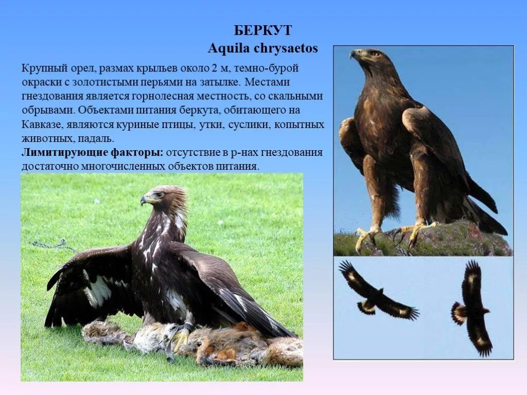 Беркут Aquila chrysaetos. Орел Беркут место обитания. Беркут размах крыльев. Беркут красная книга.