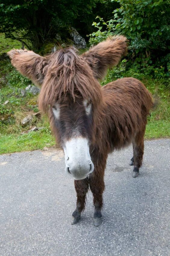 Грустный ослик картинки. Грустный ослик иа. Грустный ослик картинки. Грустный ослик картинки. Грустный мультяшка.