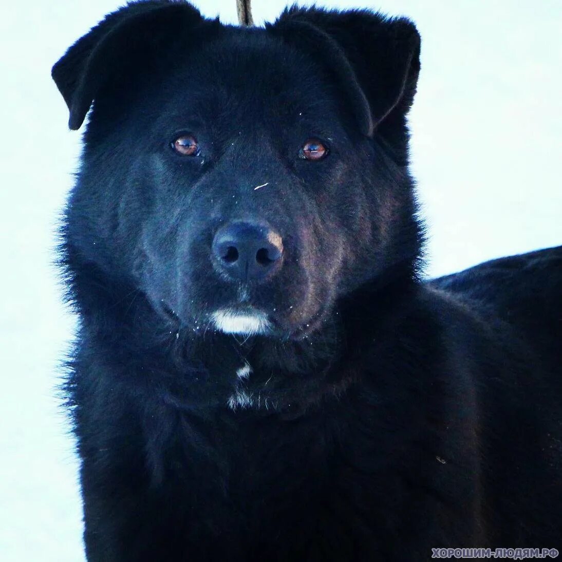 Метис овчарки и длабрадор. Прямошерстный ретривер метис. Лабрадор метис черный. Метис лабрадора и немецкой овчарки. Метис лабрадора.