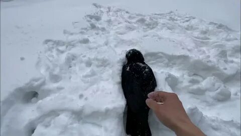 Следы ворон на снегу