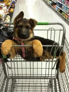 Когда можно будет продать dogs