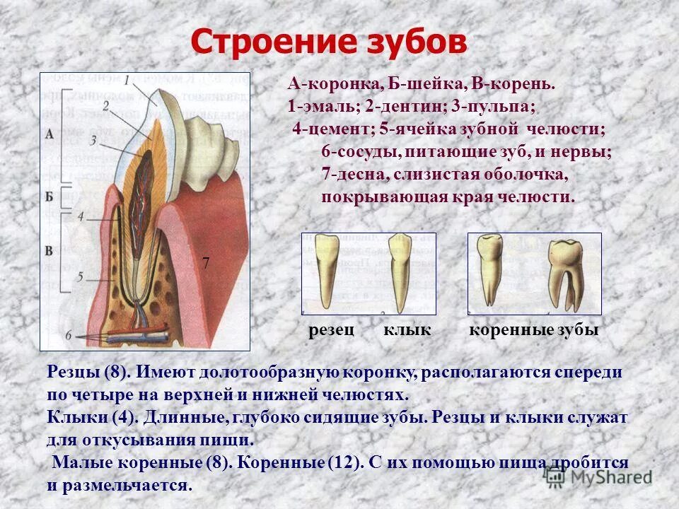 Какую функцию выполняет зуб человека