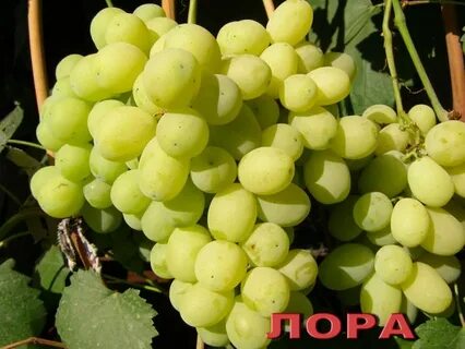 Виноград беременным