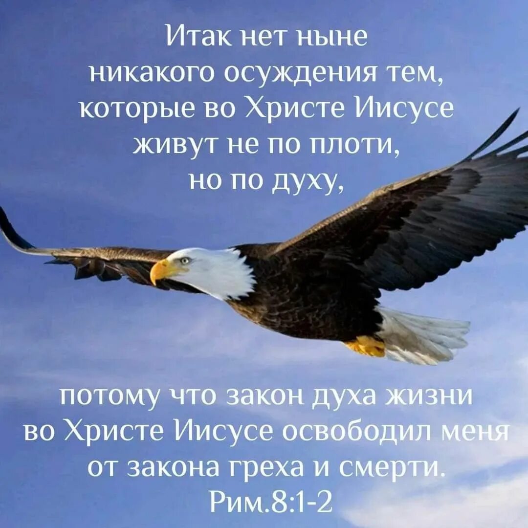 Поздравления братьям во христе. Орел. Надеющиеся на Господа. Надеющиеся на Господа обновятся в силе поднимут. А надеющиеся на Господа обновятся в силе поднимут Крылья как Орлы.