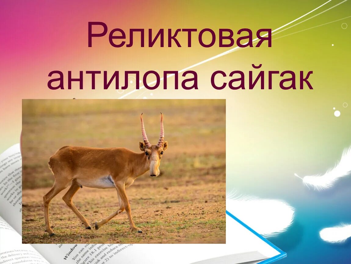 Где обитает сайгак в какой природной. Реликтовые антилопы сайгаки на Волге. Среда обитания антилопы Сайгак в России на карте. Отличия и сходства сайгака и антилопы. Нарисовать тему: ", Сайгак -реликтовая антилопа.