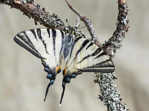 Iphiclides podalirius Scarce Swallowtail Segelfalter Flickr