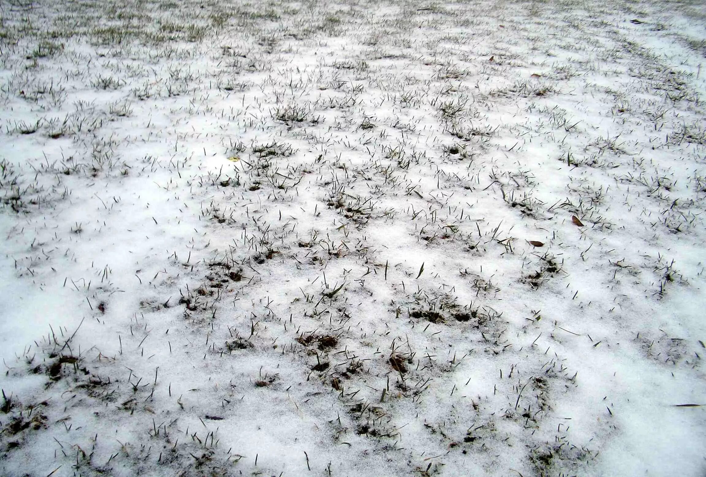 Почва зимой. Трава припорошенная снегом. Снег на земле. Снег вид сверху.