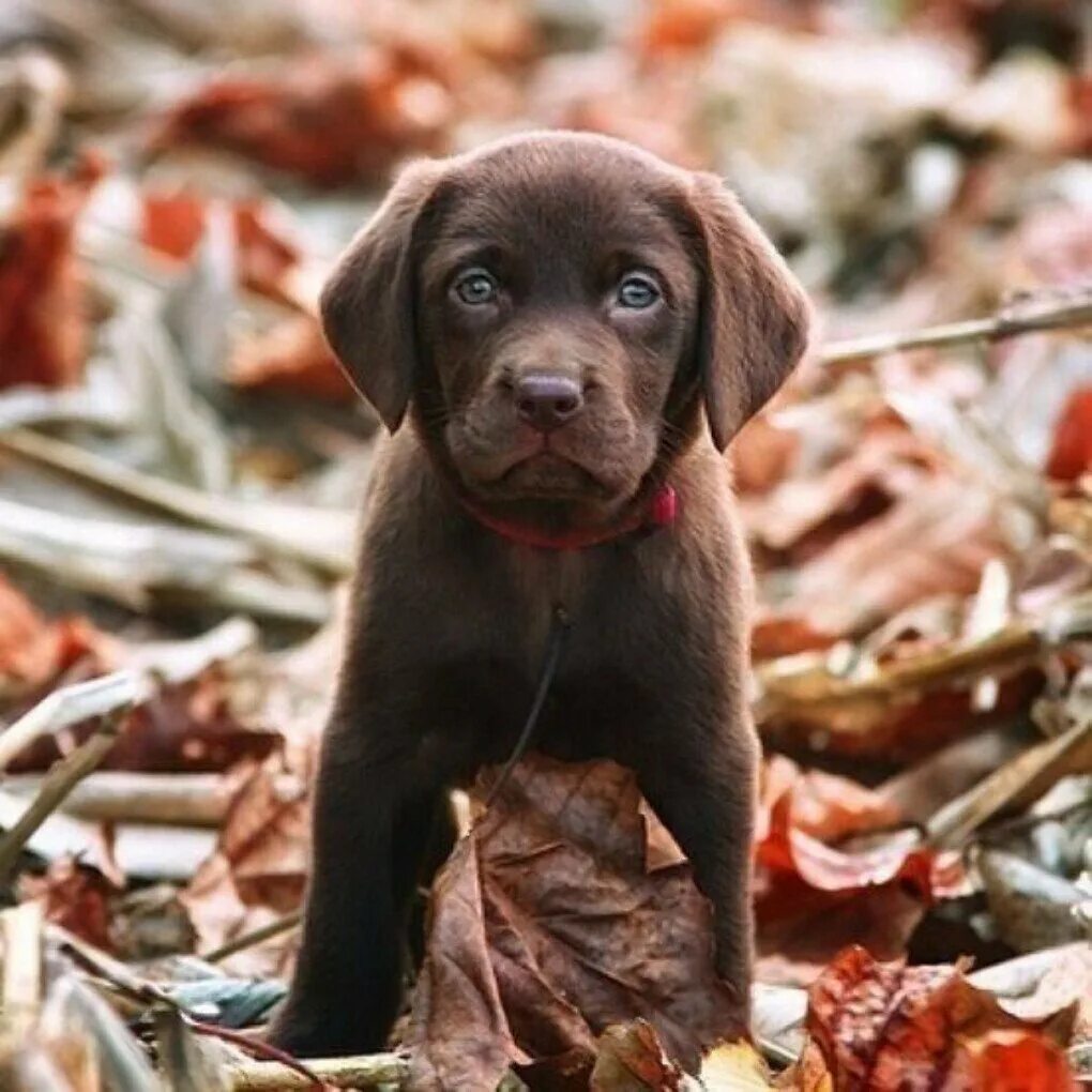 собачка карликовый пудель. чихуахуа короткошерстные. чихуахуа шоколад длинношерстный. собака чихуа терьер. маленькие собаки коричневого цвета.