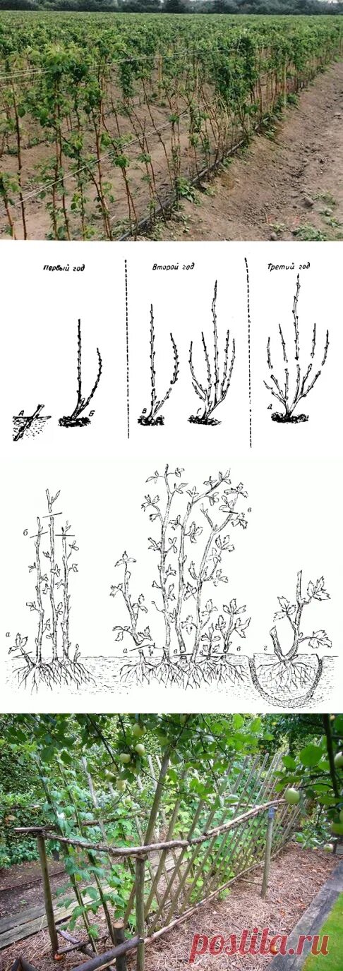На какую высоту обрезать малину весной. Формировка штамбовой малины. Обрезка штамбовой малины. Обрезка штамбовой малины весной. Подрезка малины весной.