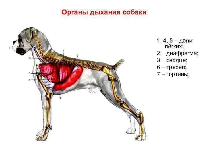 Дыхательная система собаки. Дыхательная система собаки схема. Система органов дыхания собаки легкие. Дыхательная система собаки анатомия. Система органов движения собаки.