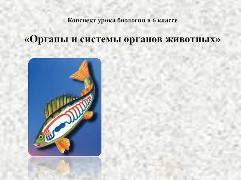 Система органов животных 8 класс биология. Биология системы органов животных. Презентация на тему органы и системы органов животных. Системы органов животных 6 класс биология. Конспект по биологии органы и системы органов животных.