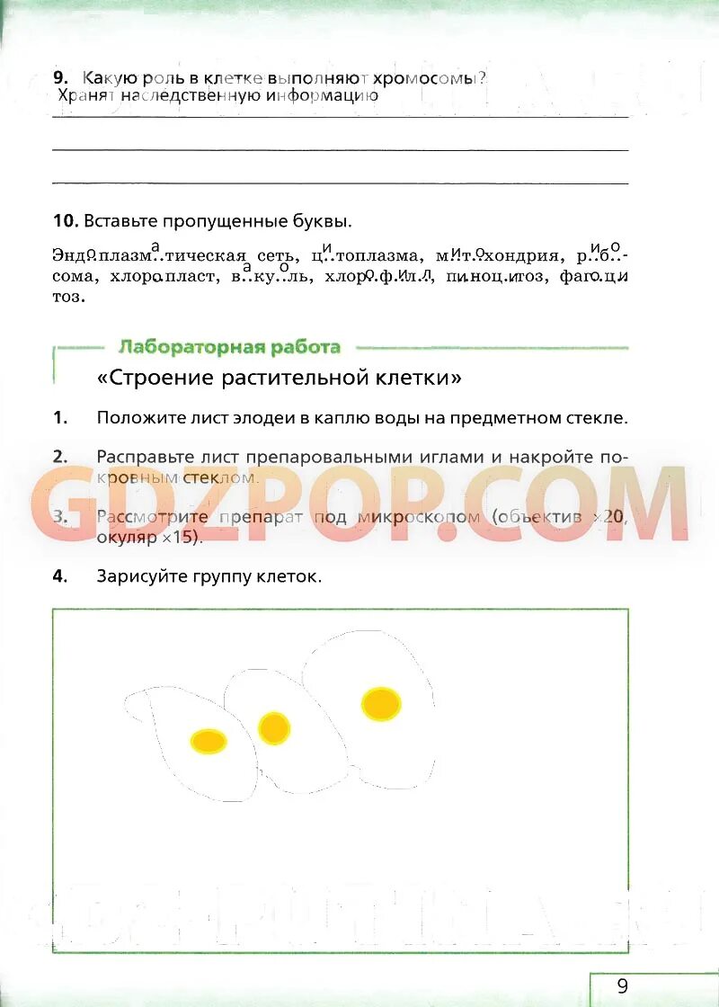 Биология 6 класс учебник с белочкой. Биология 6 класс учебник с белочкой