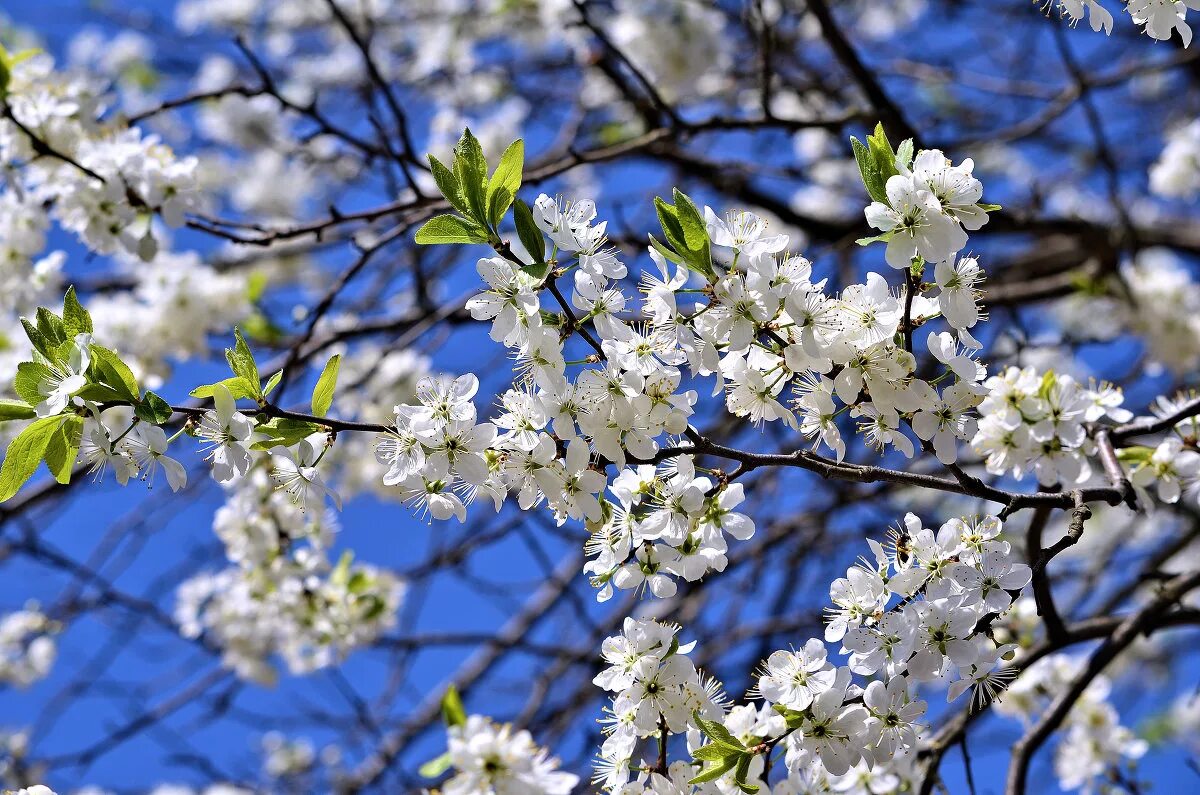 аромат весны. весною пахнет. джо малон черри. весенние запахи какие. благоухание весны.