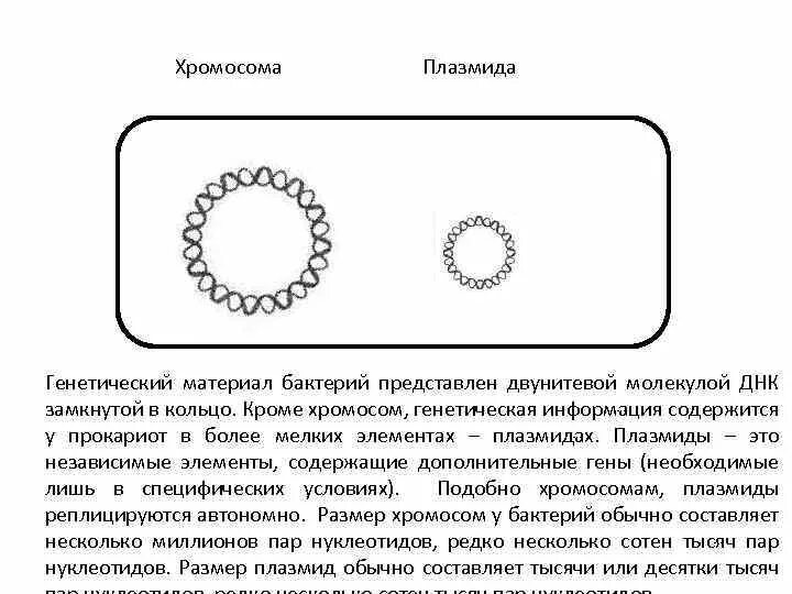 Бактерия замкнутая днк. Генетический материал бактерий. Строение хромосомы бактерий. Генетический материал бактерий представлен. Наследственный материал бактерий.