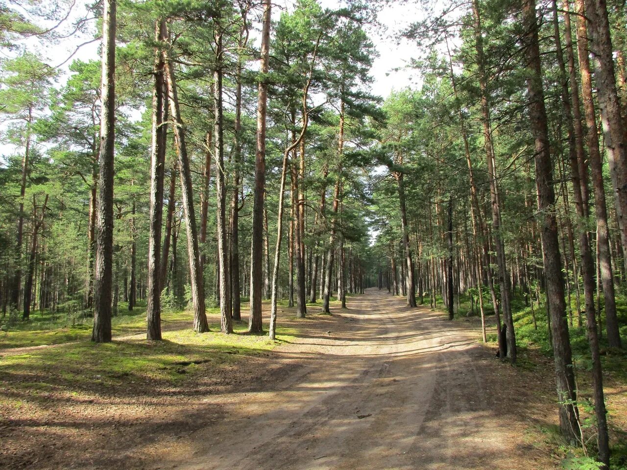 Свежая работа в сосновом бору