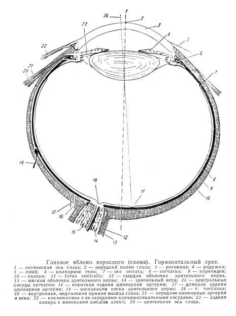 Задний полюс глаза. Горизонтальный разрез глазного яблока анатомия. Сагиттальный разрез глазного яблока. Горизонтальный срез глазного яблока. Схема строения глазного яблока горизонтальный разрез.