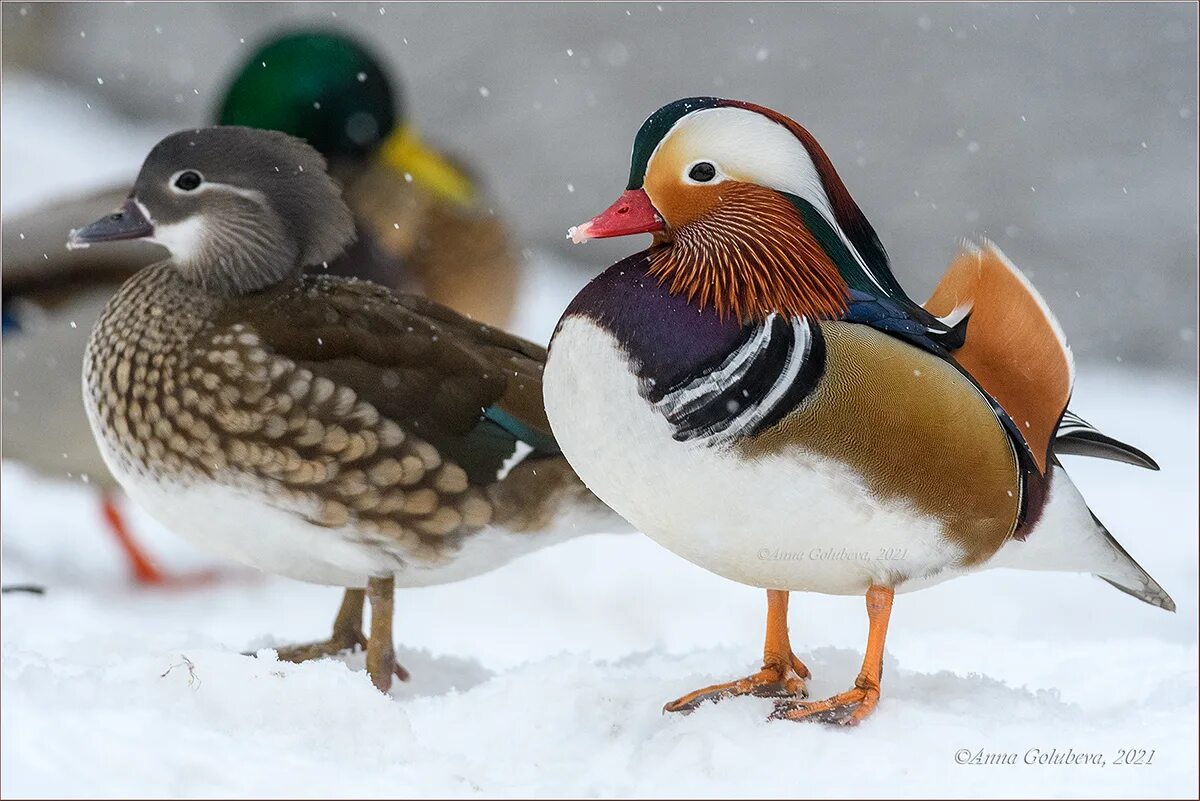 Мандаринка (Aix galericulata). Утка-Мандаринка (Aix galericulata) Приморье. Самка утки мандаринки. Утки мандаринки самец и самка.