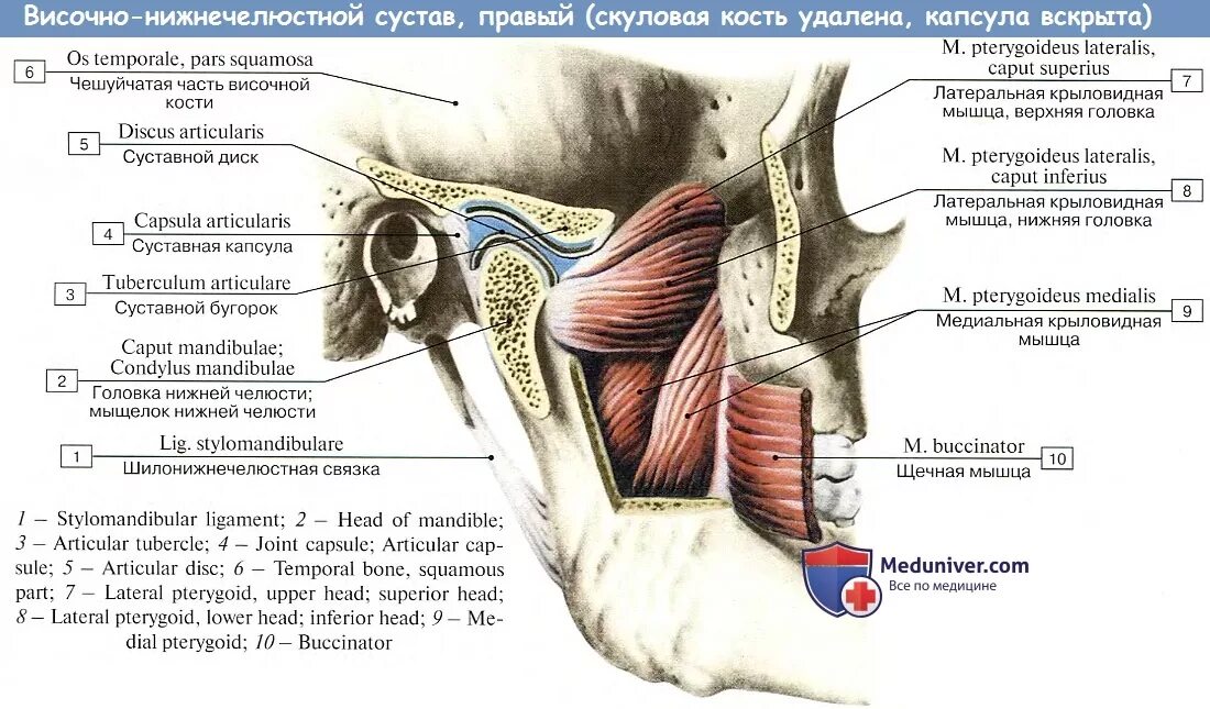 Соединение нижнечелюстной и височной кости. Строение височно нижнечелюстного сустава топографическая анатомия. Суставная ямка височно-нижнечелюстного сустава. Анатомия суставной капсулы ВНЧС. ВНЧС костные структуры.