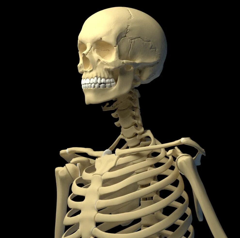 Облегченный скелет. Человеческий скелет. Настоящий человеческий скелет.