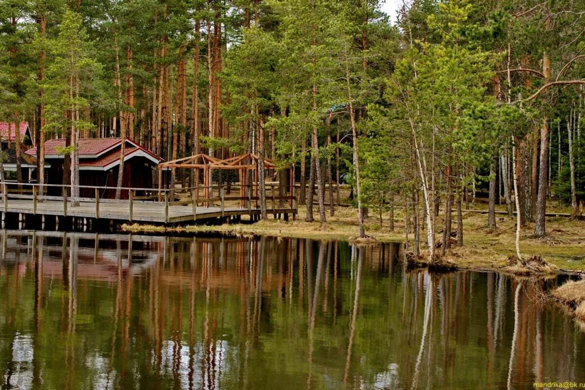 Озеро Коркинское Всеволожский район. Всеволожск Коркинские озера. Озеро Коркинское Всеволожский район Ленинградская. Коркинское озеро Ленинградская область.