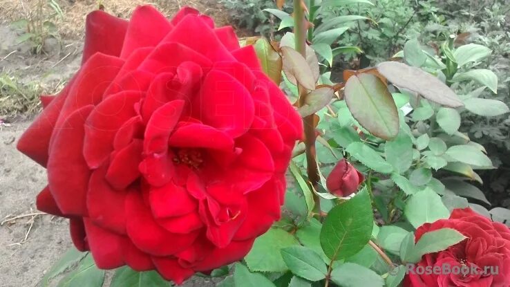 роза казахстанская юбилейная энциклопедия роз. роза чайно-гибридная ред наоми. роза казахская юбилейная. роза аурум. роза американская красавица.