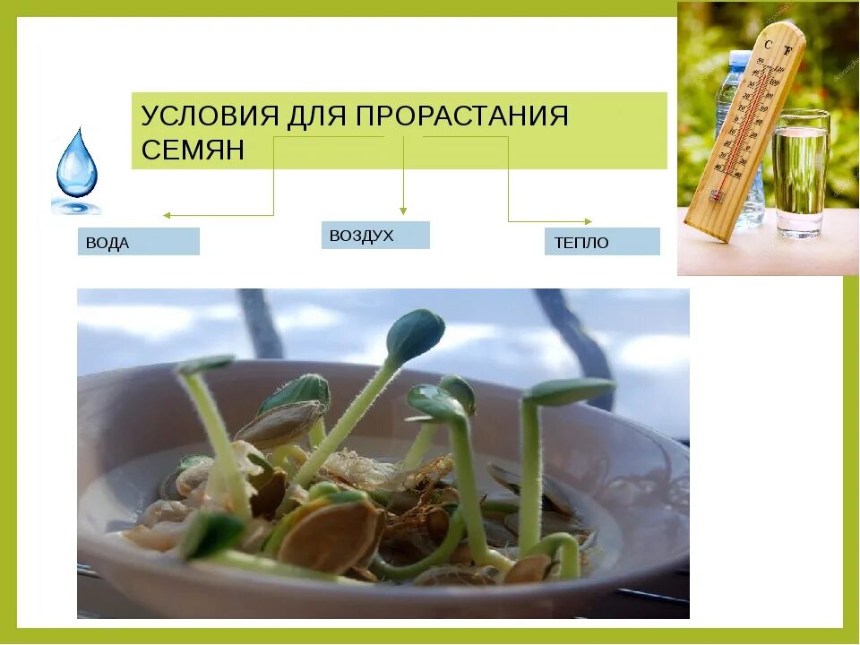 Прорастание семян условия прорастания. Факторы прорастания семян. Воздух для прорастания семян. Вода для прорстание семян. Условия для прорастания семян всех без исключения