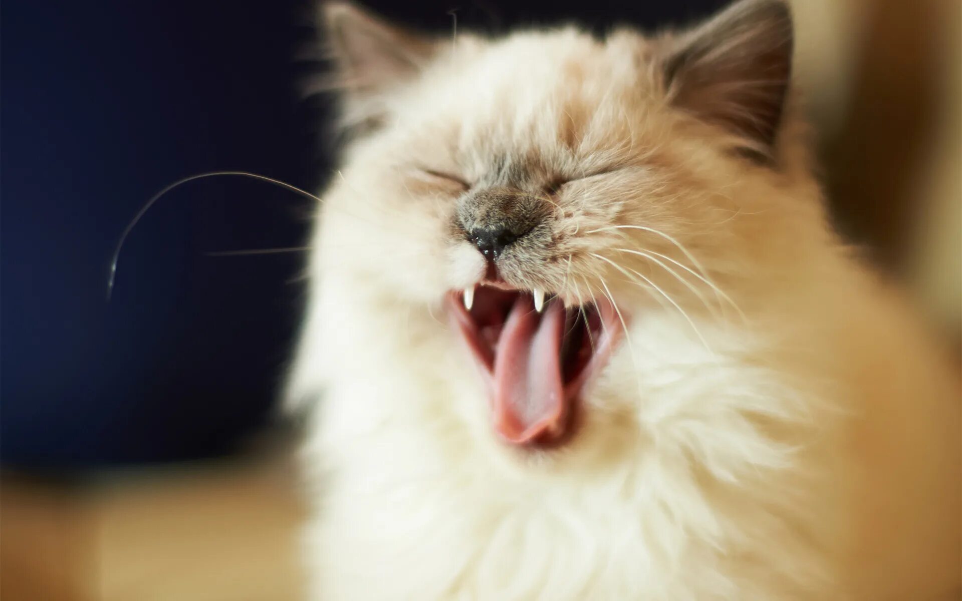 Кот зевает. Котик с открытым ртом. Кричащий кот. Орать.