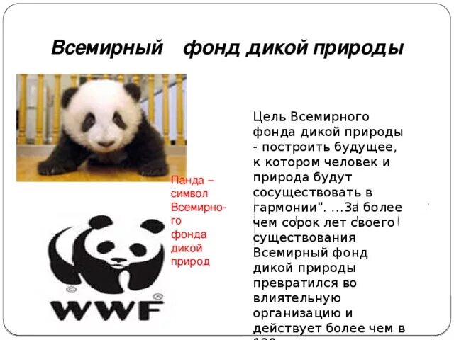 Сфера деятельности Всемирный фонд охраны дикой природы. Всемирный фонд дикой природы WWF сообщение. Всемирный фонд дикой природы в России 4 класс окружающий мир. Фонд дикой природы цель.
