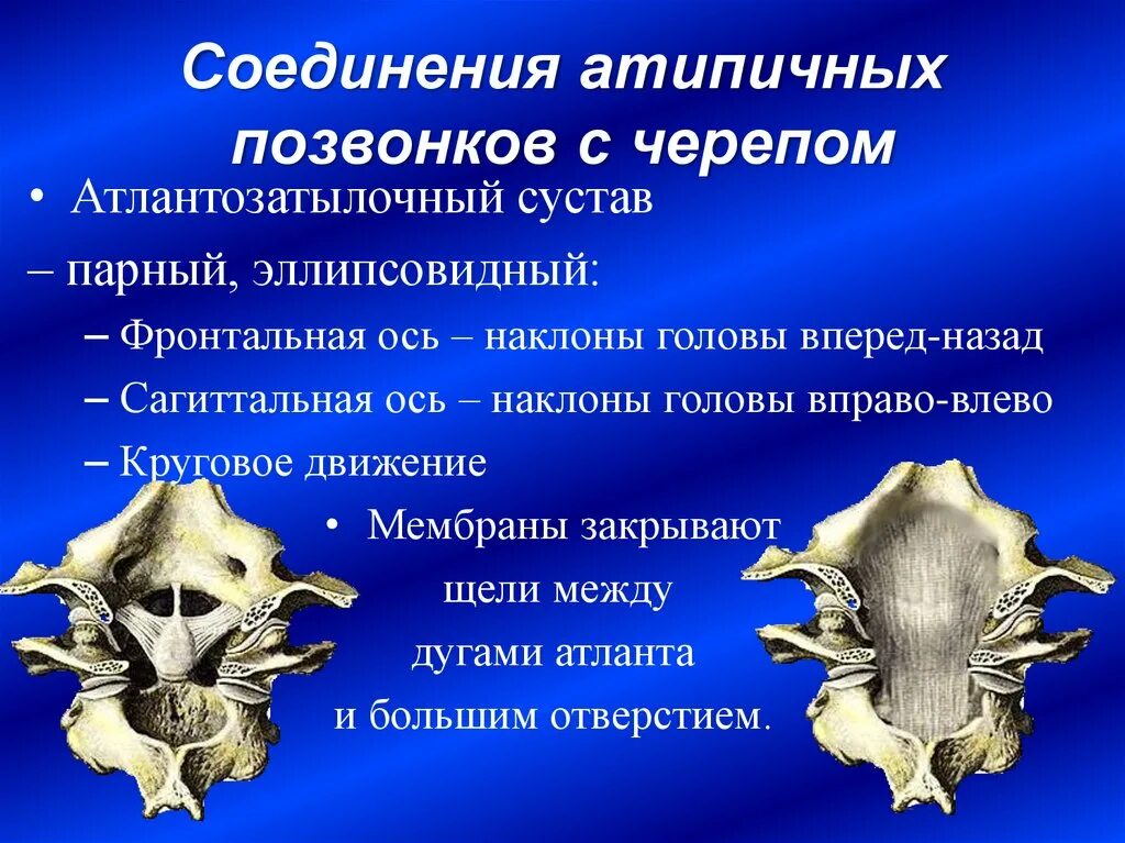 Между черепом и позвоночником. Сустав Атланта и затылочной кости. Атлантозатылочный и атлантоосевой суставы. Соединение черепа с 1 шейным позвонком атланто-затылочный сустав. Классификация атланто затылочного сустава.