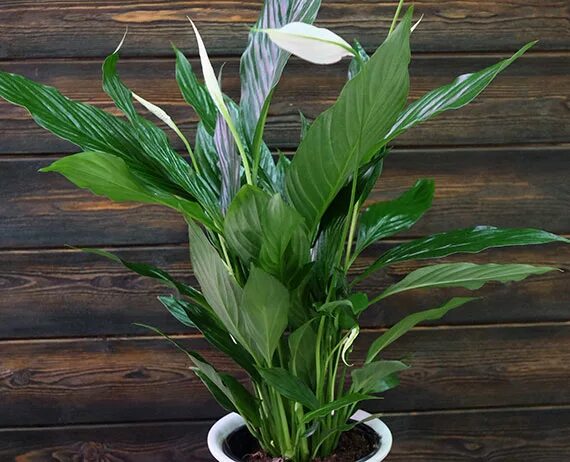 Спатифиллум оранжевый мармелад. Спатифиллум спас. Спатифиллум спас. Спатифиллум старое привидение. Спатифиллум лемон глоу.