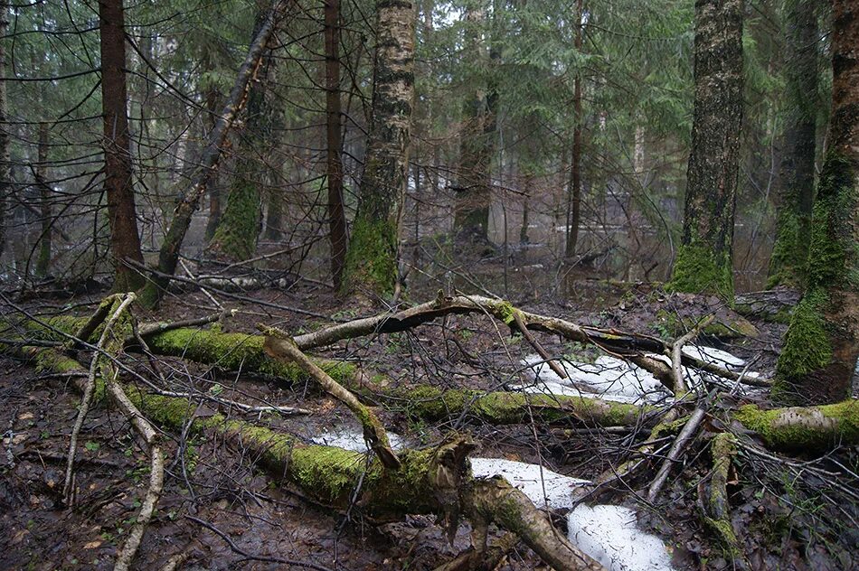 Чаща леса весной. Бурелом. Бурелом чаща. Лес чаща бурелом. Лес 3 действия