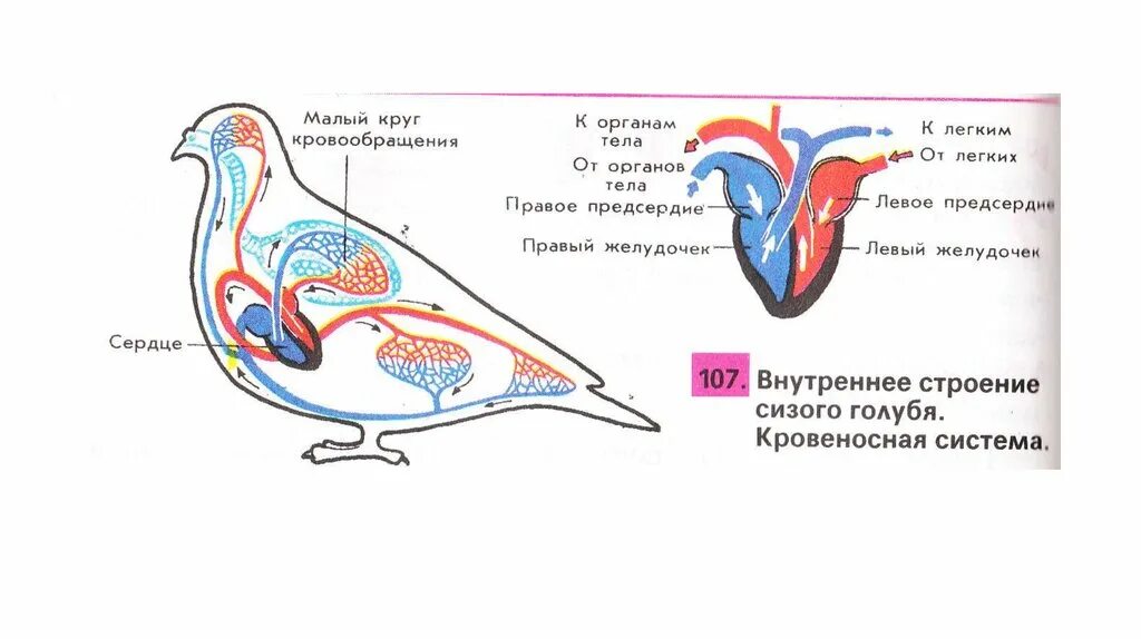 Внутреннее строение сизого голубя кровеносная система. Кровеносная система птиц 7 класс биология. Внутреннее строение птиц кровеносная. Строение кровеносной системы голубя.