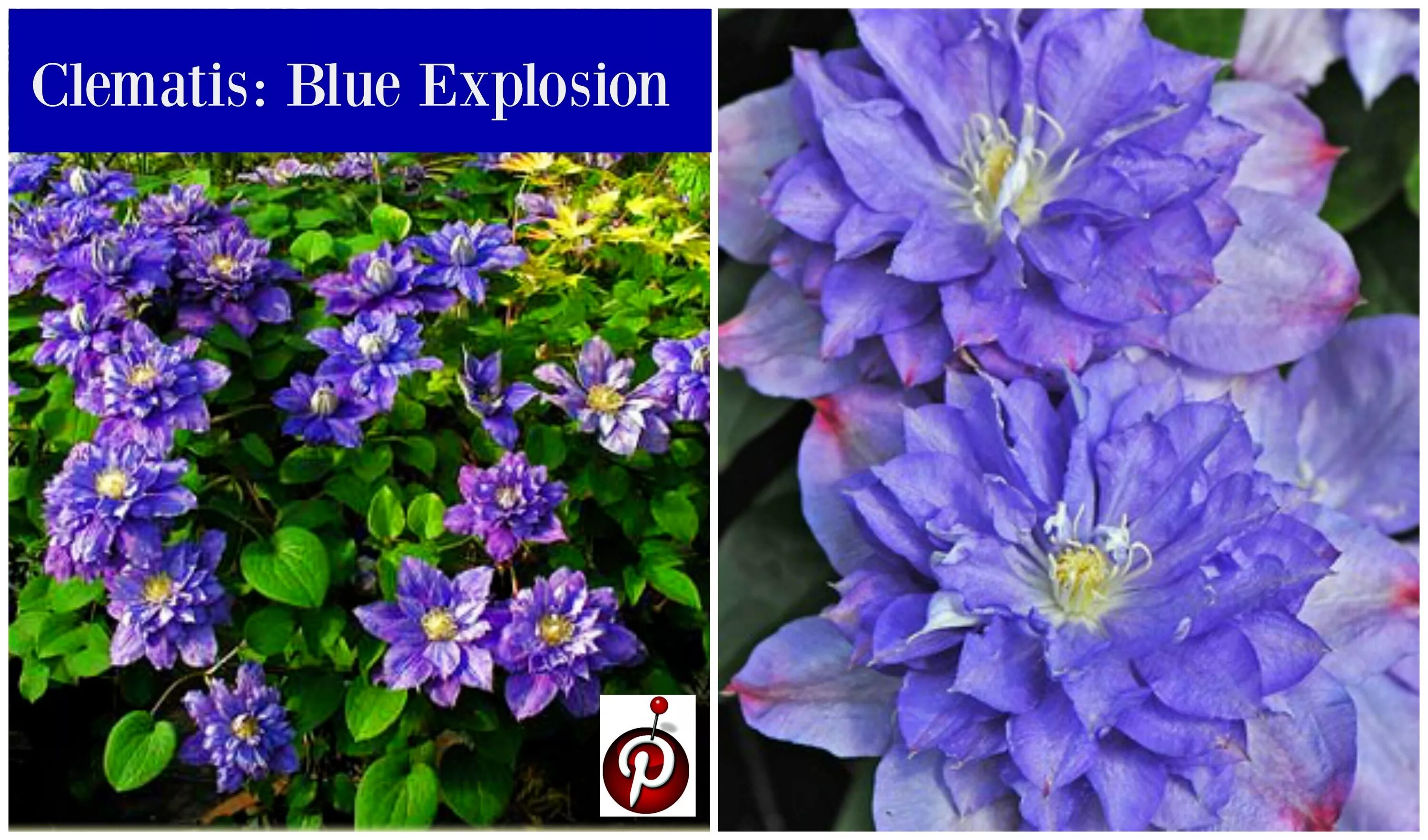 Клематис Блю Эксплоужен (Blue Explosion): описание, посадка и уход, фото, отзывы