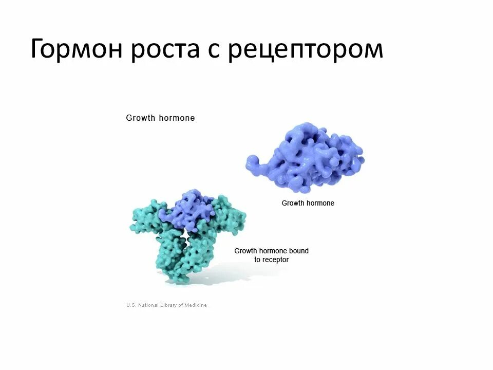 Гормон роста образуется в. Гормон роста образуется в