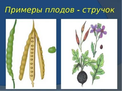 Плод стручок или стручочек какое семейство