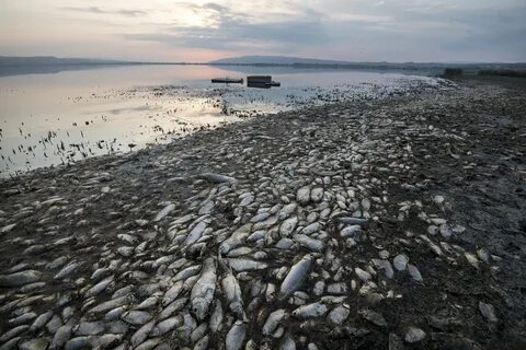 Dying fish