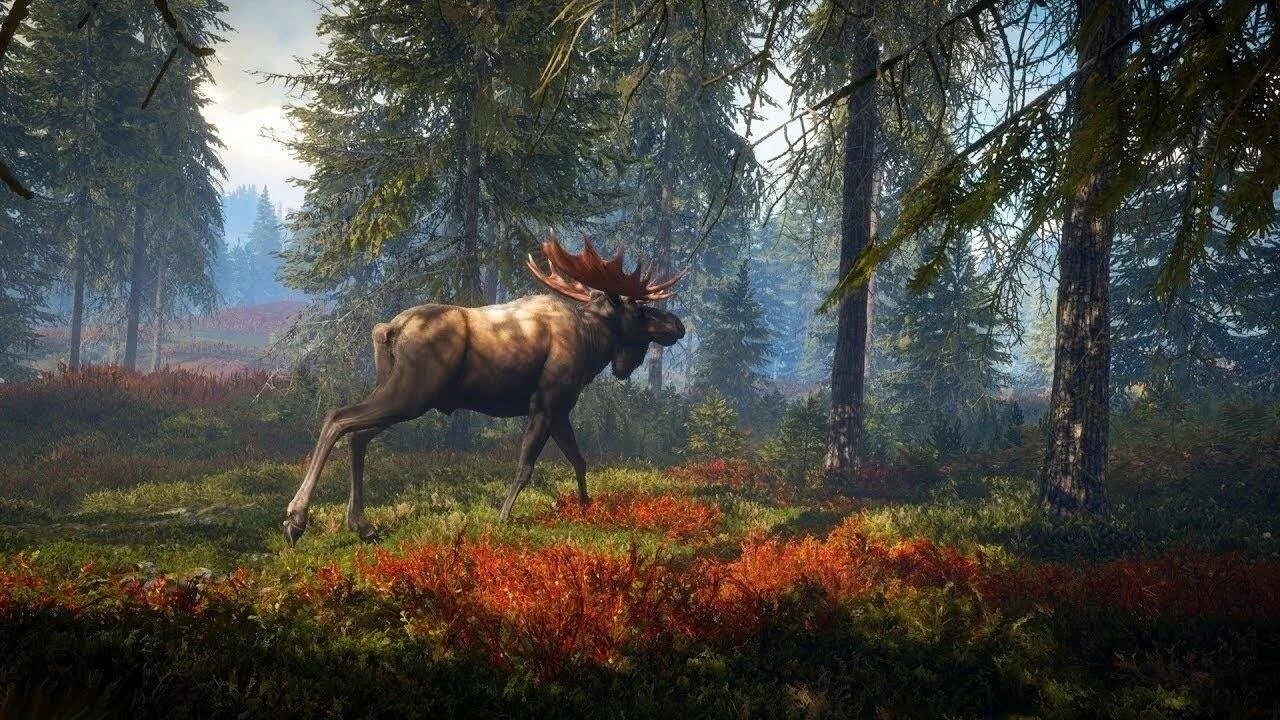 Игра the Hunter Call of the Wild. Игра охота the Hunter Call of the Wild. Лось the Hunter Call of the Wild. The Hunter Call of the Wild охота на лося. Call of the wild games