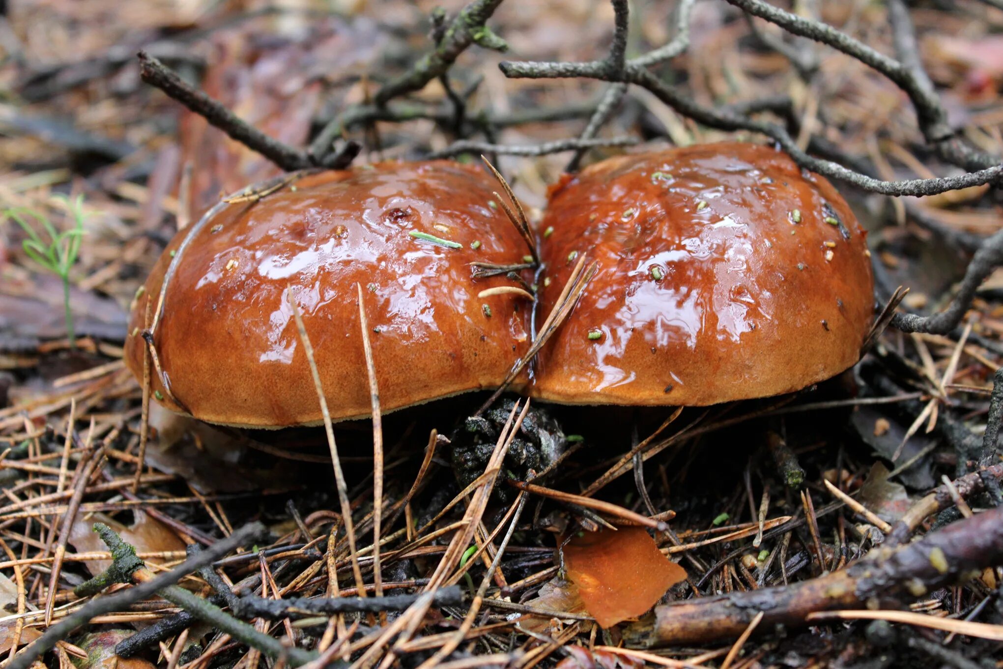 Осенние грибы маслята. Грибы маслята. Грибы маслята грибы маслята. Съедобные грибы маслята. Масленок Suillus.