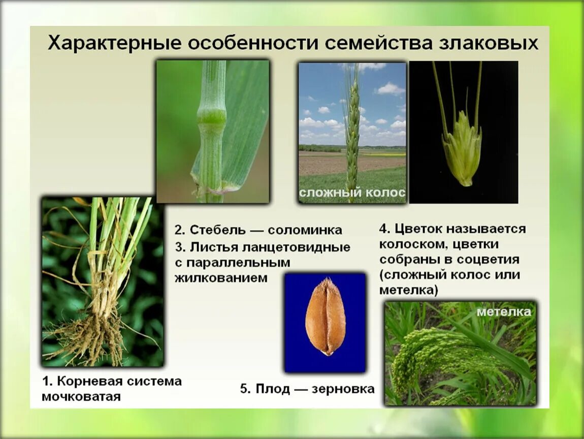 Какую формулу цветка имеют злаки. Однодольные растения семейство злаки. Признаки семейства Однодольные злаковые. Класс Однодольные семейство злаки. Класс Однодольные семейство зл.