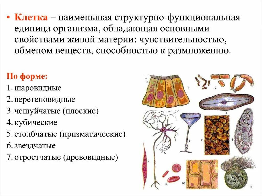 Что является функциональной единицей живого организма. Клетка структурно функциональная единица организма. Клетка наименьшая структурно-функциональная единица организма. Структурная и функциональная единица живого. Клетка структурно функциональная единица живого.