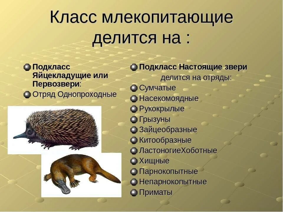 Отряд Первозвери представители. Подкласс Первозвери однопроходные представители. Подкласс яйцекладущие представители. Отряд яйцекладущие представители