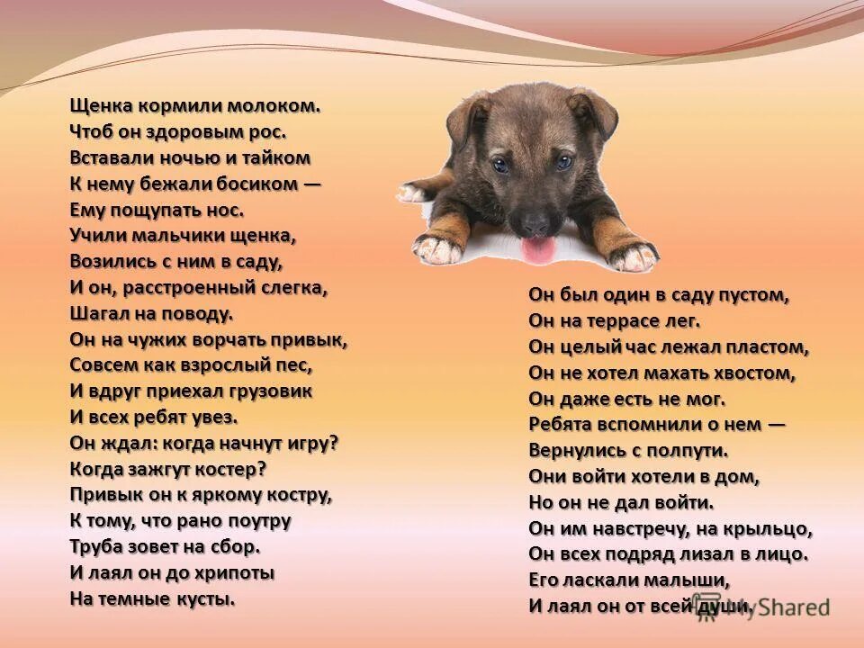 Стих про собаку. Стих про щенка. Стишки про собак. Стихотворение про щеночка. Текст собака для детей