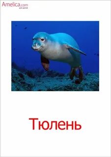 Морские животные 4 буквы