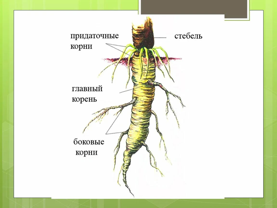 Корень растений строение корня функции. Виды корня. Боковые и придаточные корни. Корни растений виды. Внешнее строение корня.