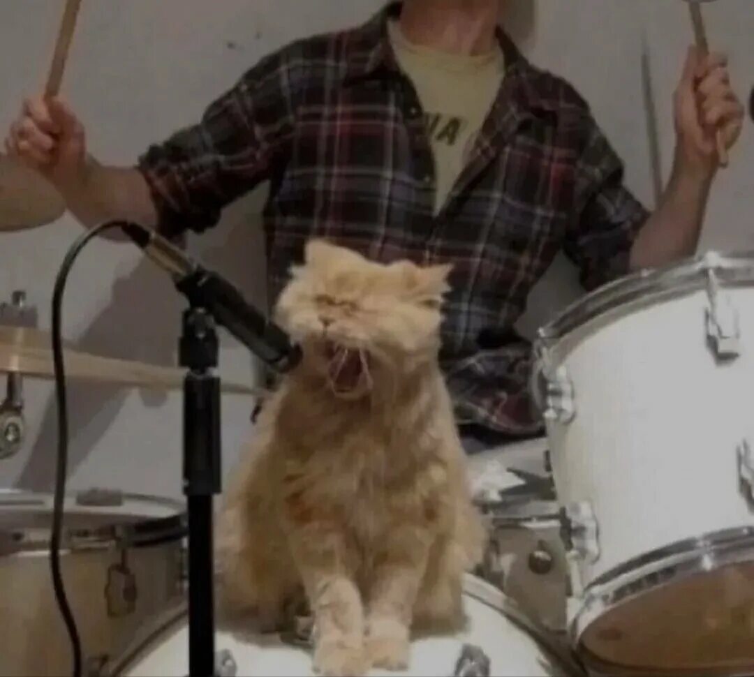 Bell sing. Cat dog sing lilty. Cat dog sing. Животные поют в микрофон. Собака поет.