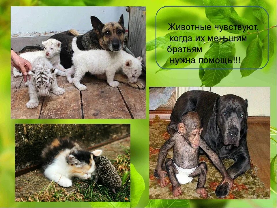 Братья наши меньшие картинки. Презентация на тему о братьях наших меньших. О братьях наших меньших 3 класс презентация. О братьях наших меньших 3 класс презентация. Братья наши меньшие 2 класс.