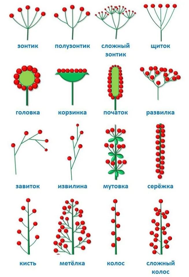 Соцветие сложный початок. Соцветия цветковых растений. Схема типов соцветий. Типы соцветия растений. Сложный щиток соцветие схема.