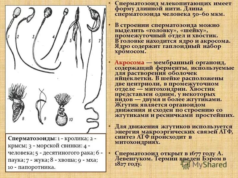 Спермий мха. Структура головки сперматозоида. Строение сперматозоида животных. Сперматозоид млекопитающего. Типы спермиев.